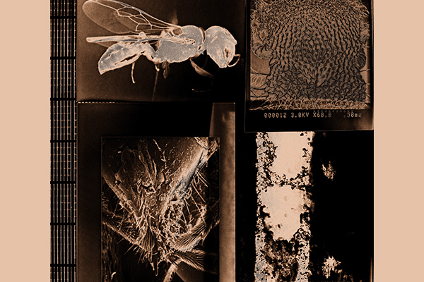 Monochromatic artwork that includes photo negative closeups of insects and natural elements.
